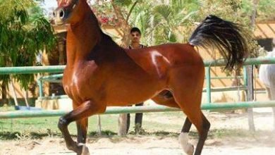 صورة في خطوة نوعية …سومر تستعد لاطلاق مهرجان الخيول العربية الاصيلة  الاول