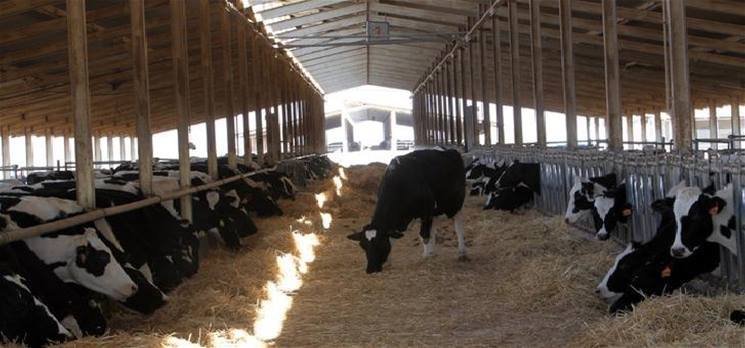 صورة مرض “خطير” ينتشر بين الأبقار في ديالى ولجنة البيئة تدعو لاتخاذ التدابير العاجلة
