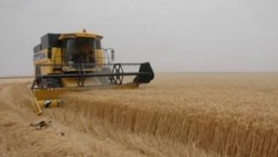 صورة محافظة الديوانية تعلن عن وصول تسويق محصول الحنطة لـ50 ألف طن